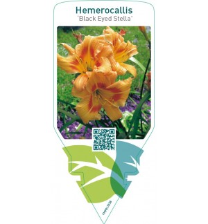 Hemerocallis ‘Black Eyed Stella’