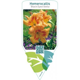 Hemerocallis ‘Black Eyed Stella’