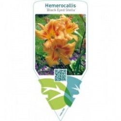 Hemerocallis ‘Black Eyed Stella’