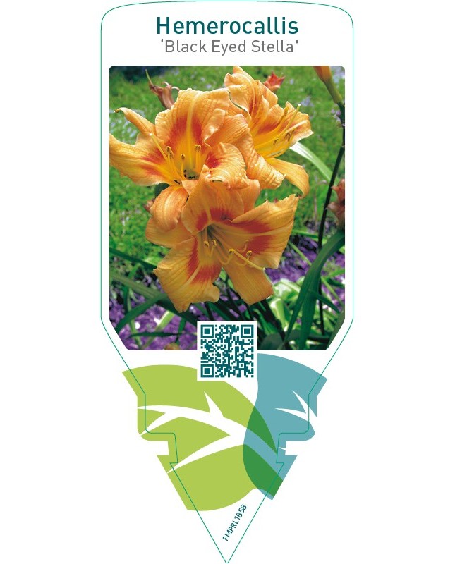 Hemerocallis ‘Black Eyed Stella’