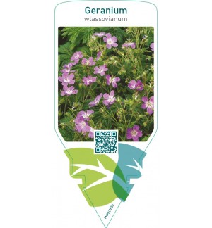 Geranium wlassovianum