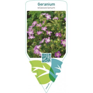 Geranium wlassovianum