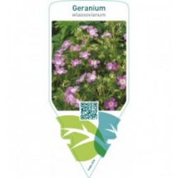 Geranium wlassovianum