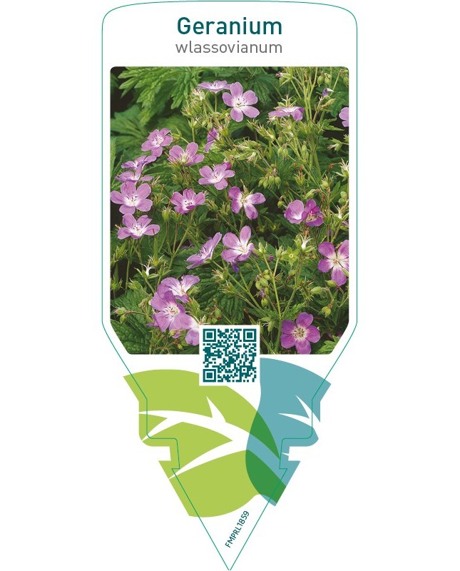Geranium wlassovianum