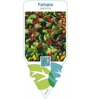 Fallopia japonica