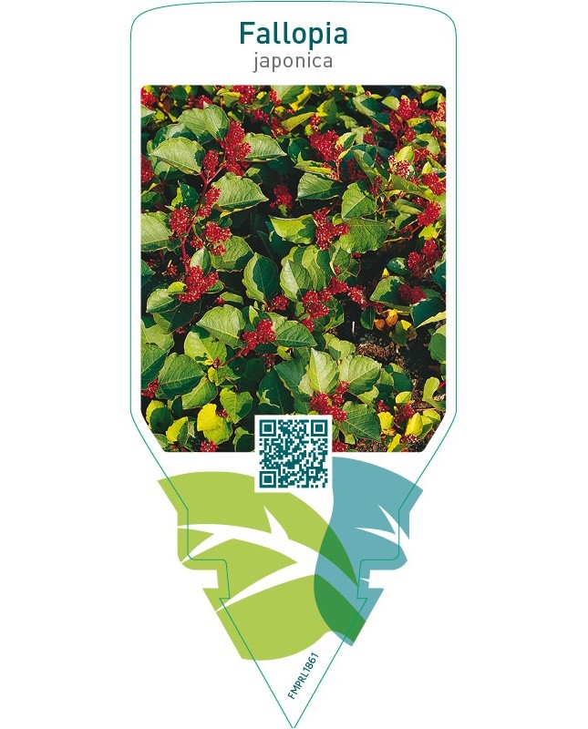 Fallopia japonica
