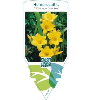 Hemerocallis ‘Chicago Sunrise’