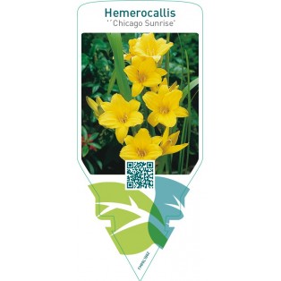 Hemerocallis ‘Chicago Sunrise’