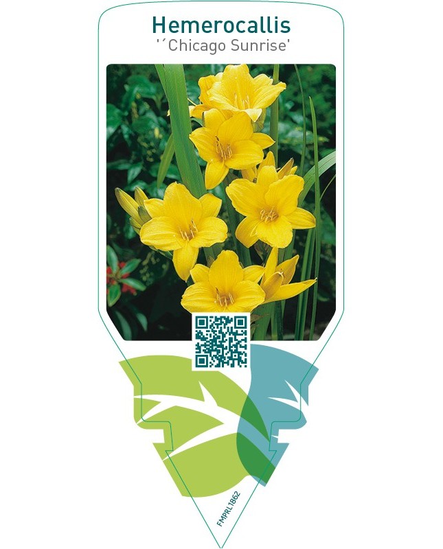 Hemerocallis ‘Chicago Sunrise’