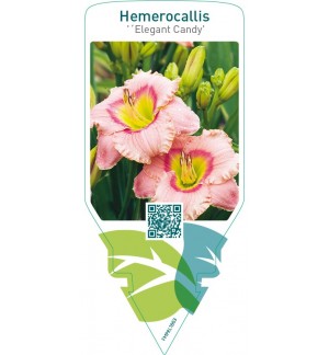Hemerocallis ‘Elegant Candy’
