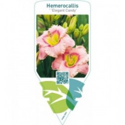 Hemerocallis ‘Elegant Candy’