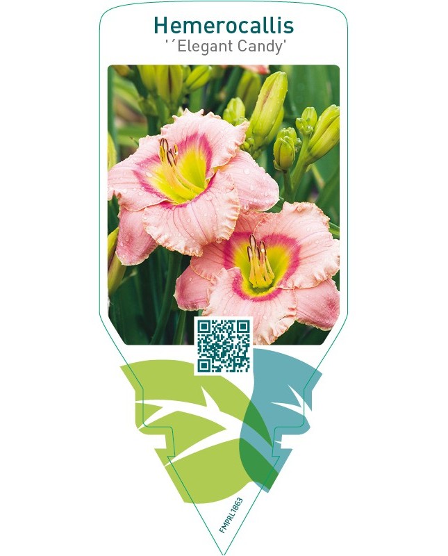 Hemerocallis ‘Elegant Candy’