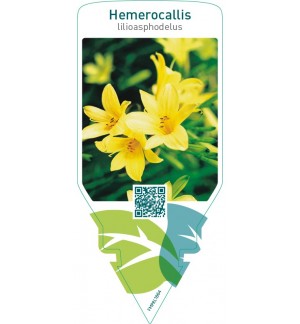 Hemerocallis lilioasphodelus