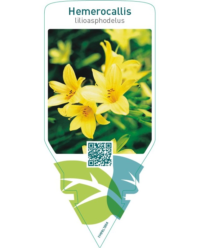 Hemerocallis lilioasphodelus