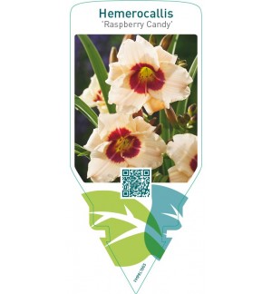 Hemerocallis ‘Raspberry Candy’