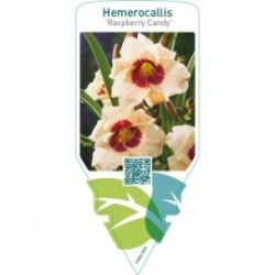 Hemerocallis ‘Raspberry Candy’