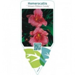 Hemerocallis ‘Siloam Ribbon Candy’