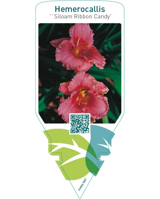 Hemerocallis ‘Siloam Ribbon Candy’