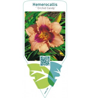 Hemerocallis ‘Orchid Candy’