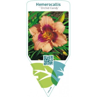 Hemerocallis ‘Orchid Candy’