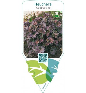 Heuchera ‘Cappuccino’