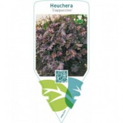 Heuchera ‘Cappuccino’