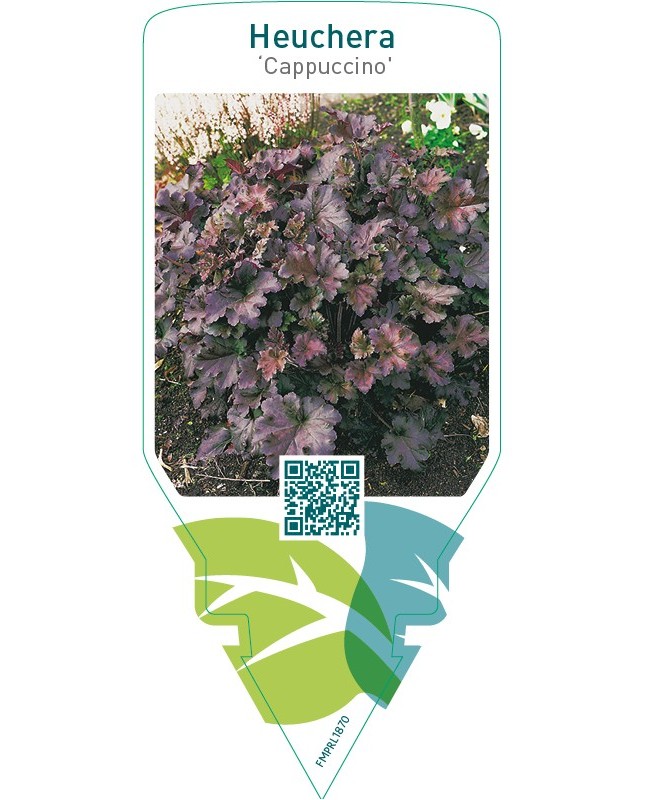 Heuchera ‘Cappuccino’
