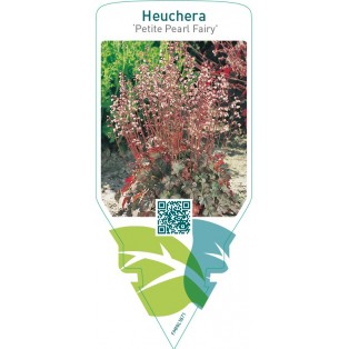 Heuchera ‘Petite Pearl Fairy’