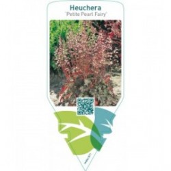 Heuchera ‘Petite Pearl Fairy’