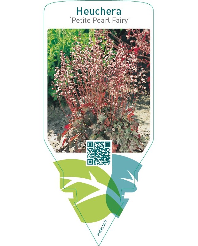 Heuchera ‘Petite Pearl Fairy’