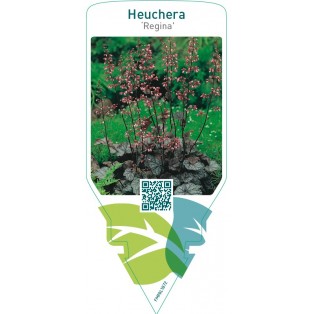 Heuchera ‘Regina’