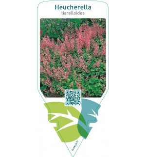 Heucherella tiarelloides