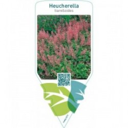 Heucherella tiarelloides