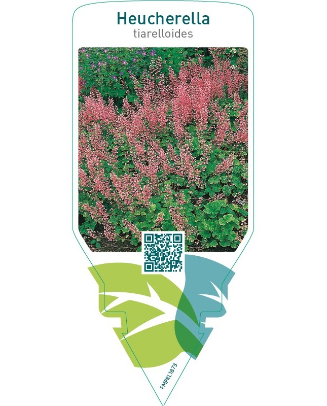 Heucherella tiarelloides