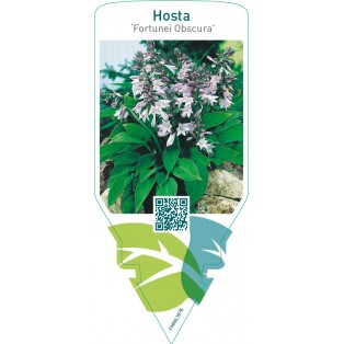 Hosta ‘Fortunei Obscura’