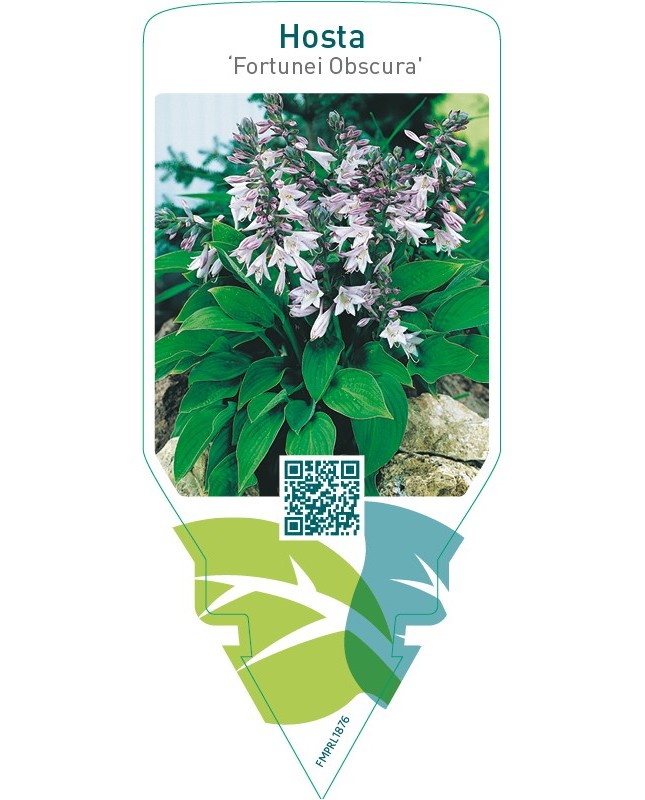 Hosta ‘Fortunei Obscura’