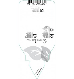 Etichette di Hosta ‘Fortunei Obscura’ *