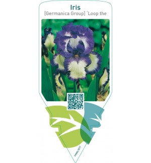 Iris (G) ‘Loop the Loop’