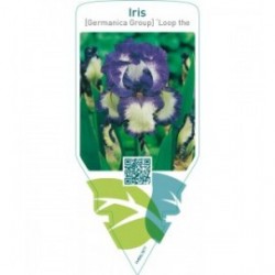 Iris (G) ‘Loop the Loop’