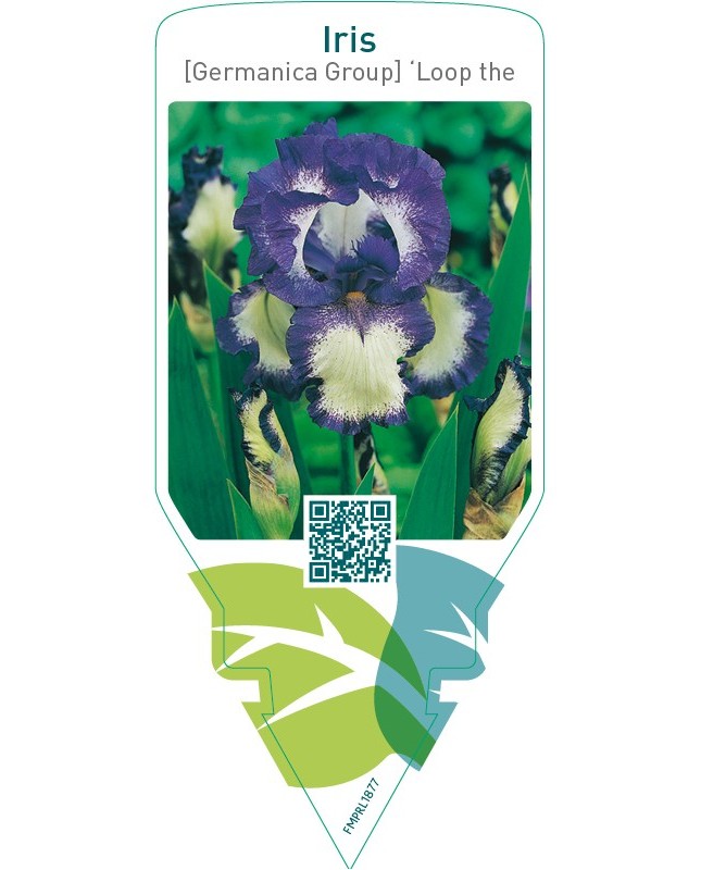 Iris (G) ‘Loop the Loop’