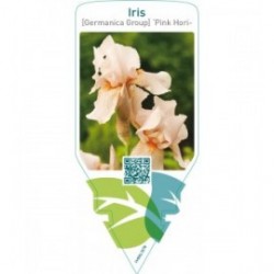Iris (G) ‘Pink Horizon’