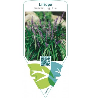 Liriope muscari ‘Big Blue’