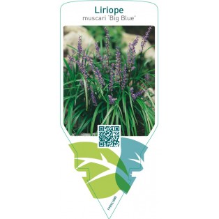 Liriope muscari ‘Big Blue’