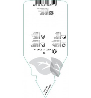 Etichette di Liriope muscari ‘Big Blue’ *