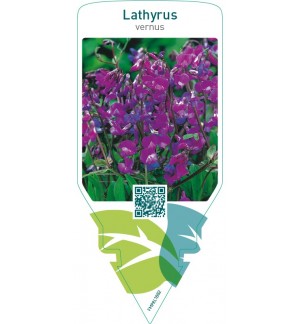 Lathyrus vernus