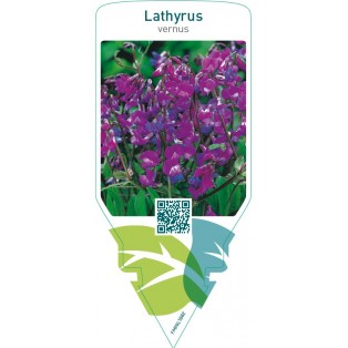Lathyrus vernus