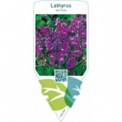 Lathyrus vernus