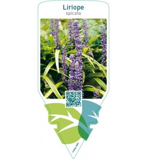 Liriope spicata