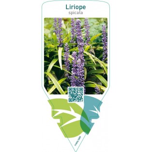 Liriope spicata