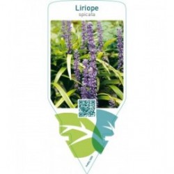 Liriope spicata
